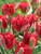 Tulip Esperanto