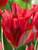 Tulip Esperanto