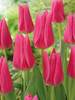 Tulip Everglow