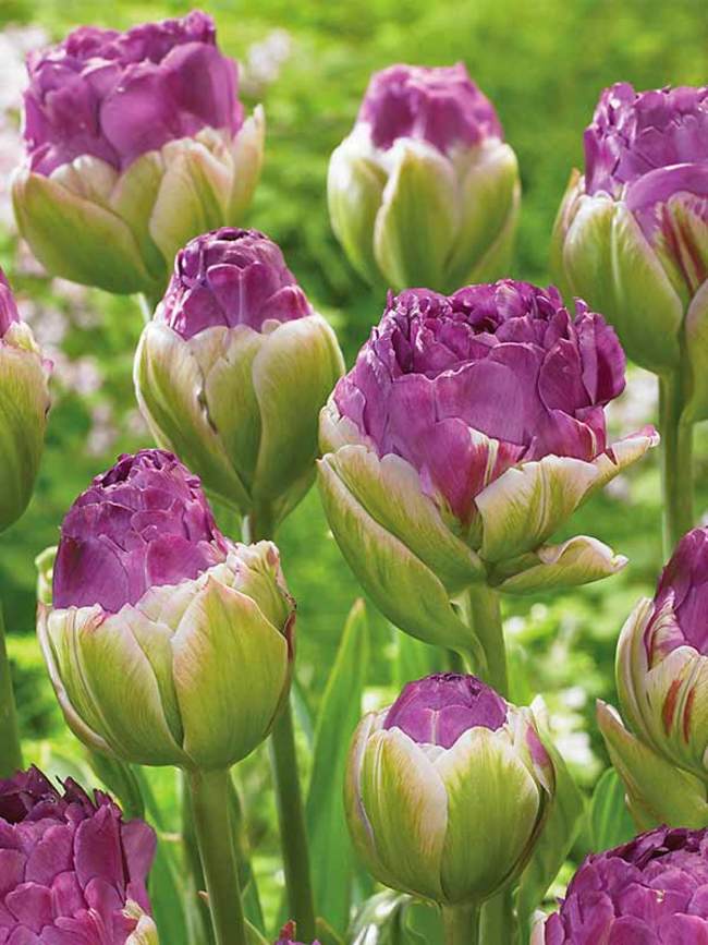 Tulip Exquisit -- Bluestone Perennials