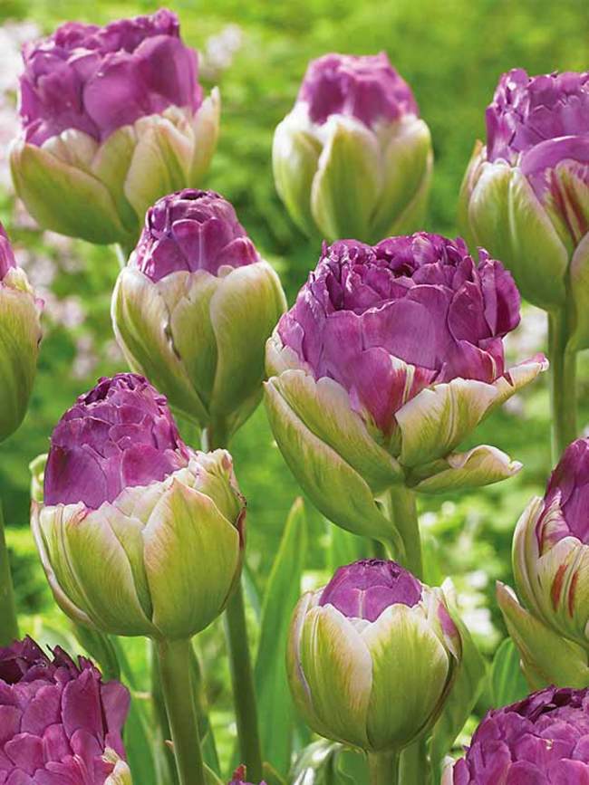 Tulip Exquisit