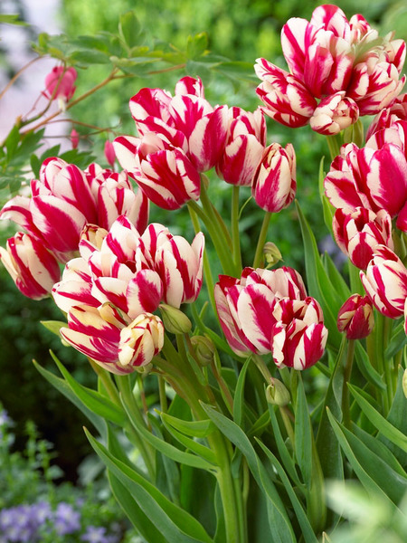 Product Viewer - Tulip Flaming-Club
