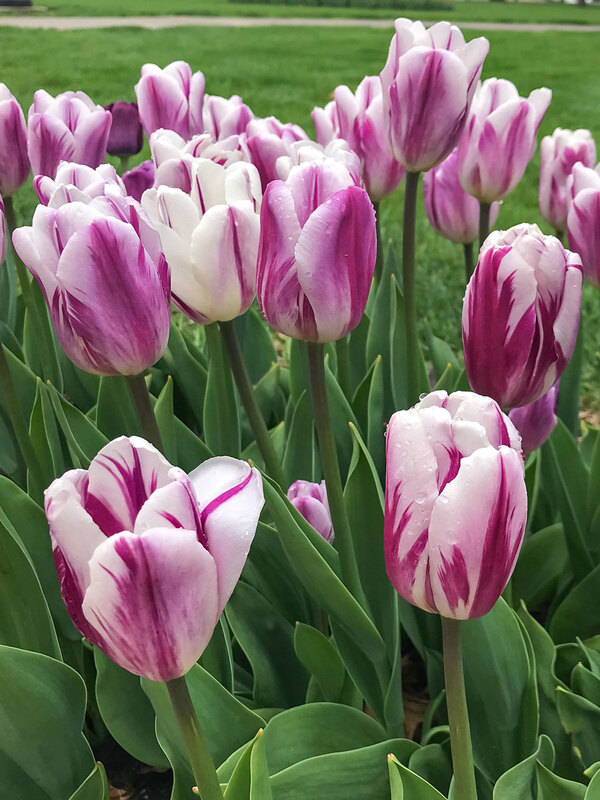 Tulip Flaming Prince