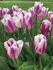 Tulip Flaming Prince