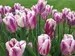 Tulip Flaming Prince