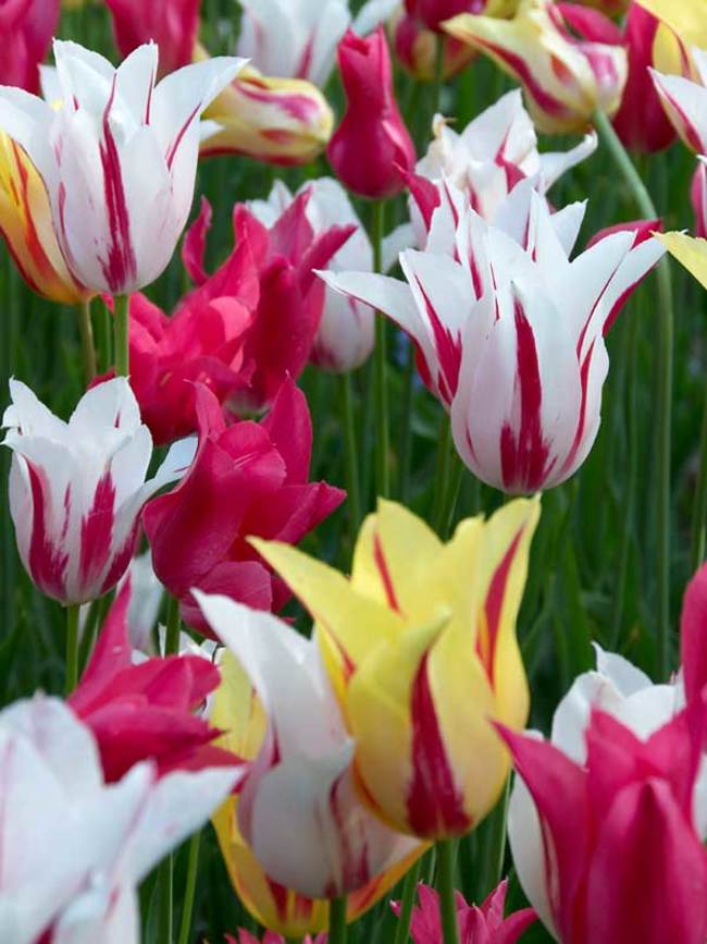 Tulip Lily Flowering Mix