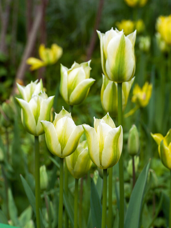 Tulip Formosa