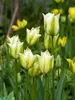 Tulip Formosa