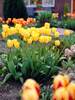 Tulip Golden-Apeldoorn