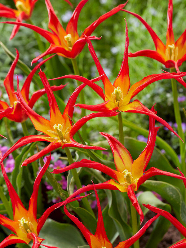 Tulip Go Go Red