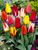 Tulip Greigii-Mix
