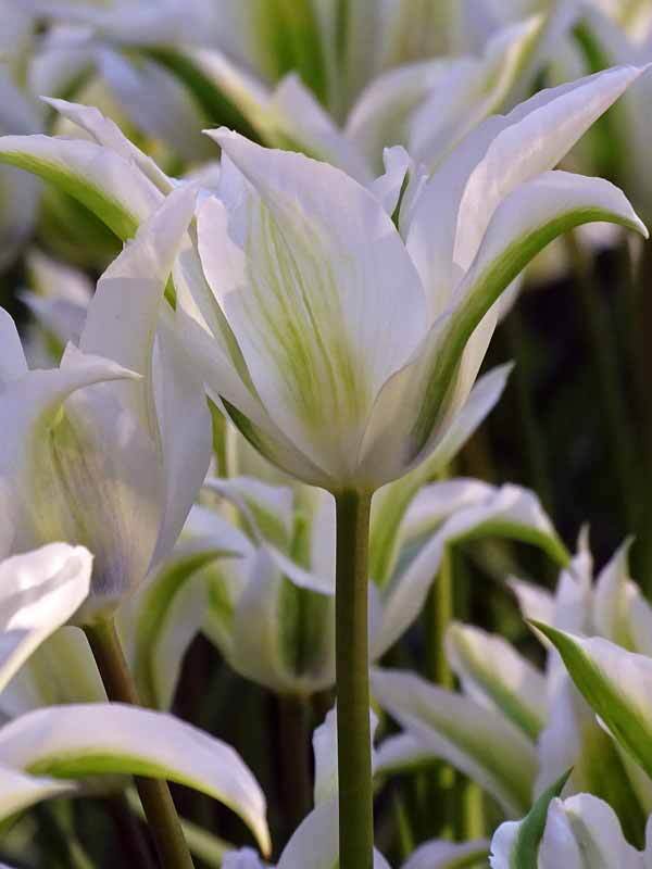 Tulip Greenstar