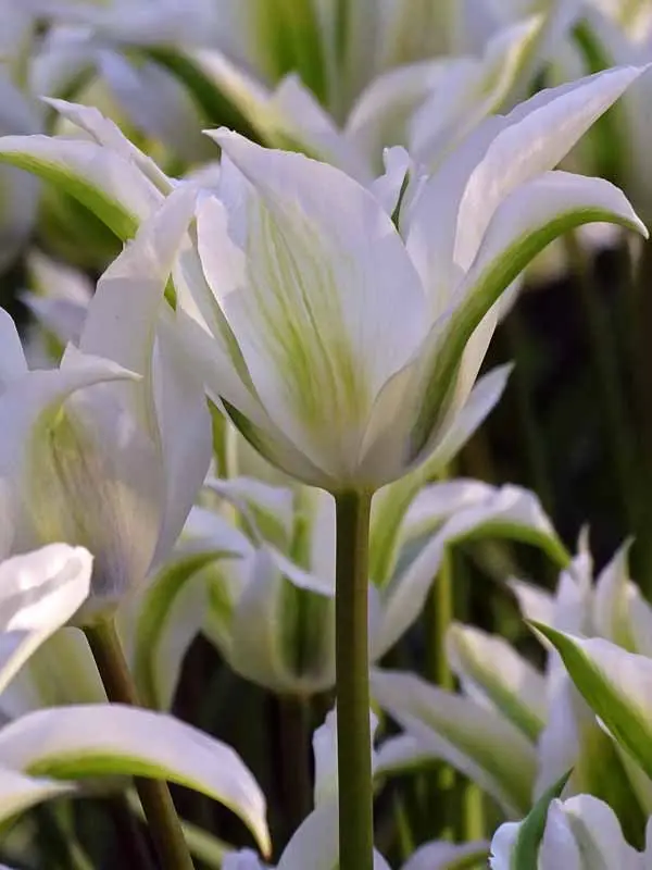 Tulip Greenstar