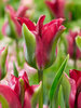 Tulip Green Love