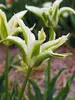 Tulip Greenstar