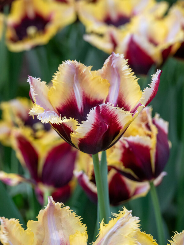 Tulip Gavota Special