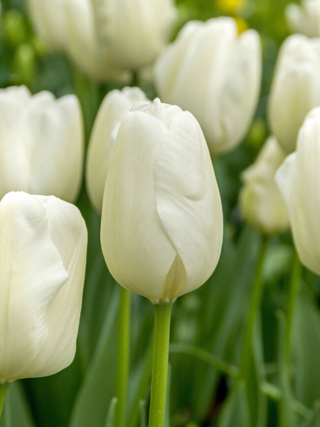 Tulip White Clouds Hakuun