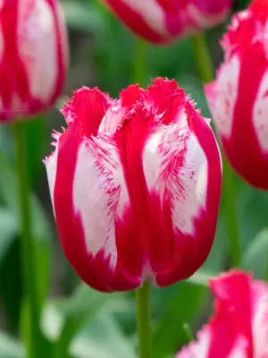 Link to Tulip Happy Clown