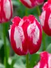 Tulip Happy Clown