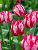 Tulip Happy Clown