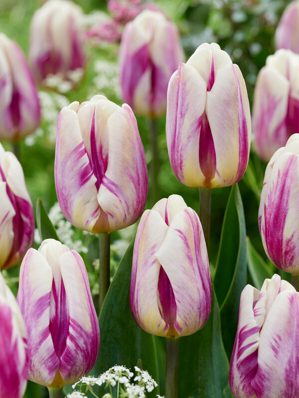 Tulip Happy Feet