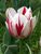 Tulip Happy-Generation