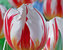 Tulip Happy-Generation