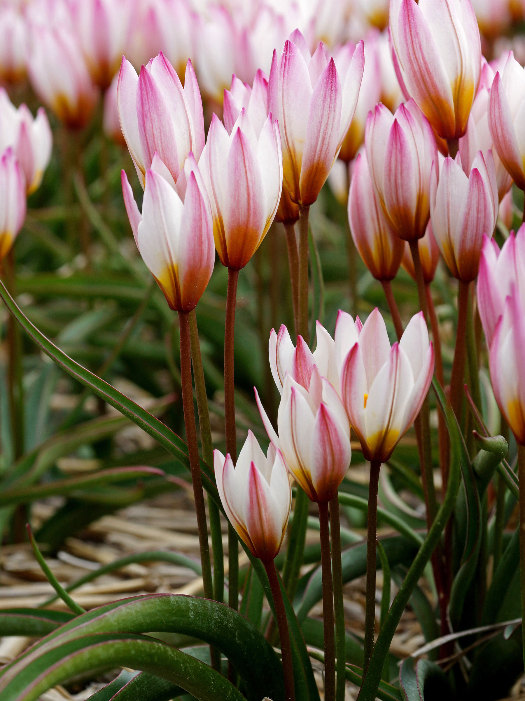 Tulip Hilde | Bluestone Perennials