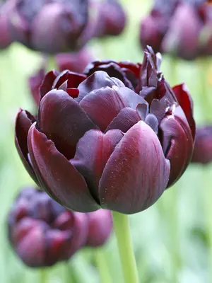Link to Tulip Black Hero