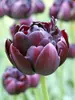 Tulip Black Hero