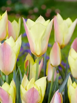 Link to Tulip Honky Tonk