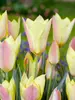 Tulip Honky Tonk