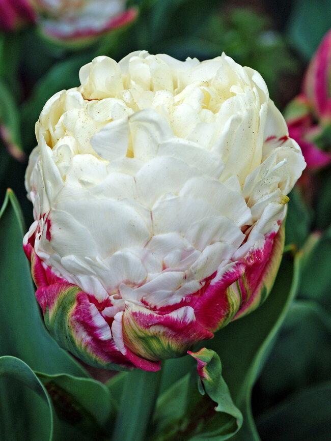 Double Late Tulip Bulbs Tulipa Flower Perennial Double Ice Cream Pink White Gift 