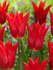 Tulip Istanbul