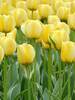 Tulip Jaap Groot