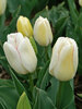 Tulip Diamond Jubilee