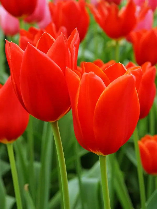 Tulip Kingsblood