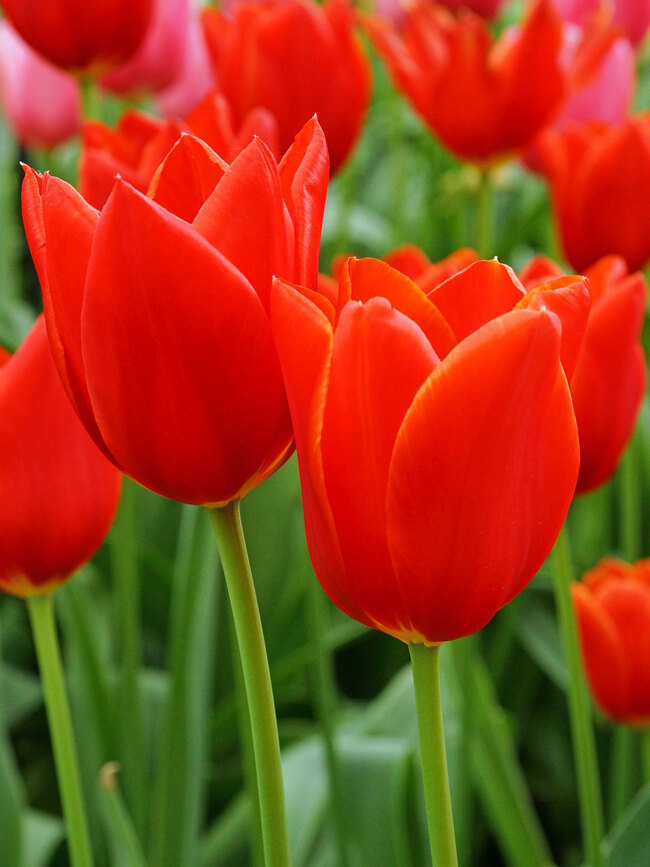 Tulip Kingsblood