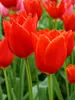 Tulip Kingsblood