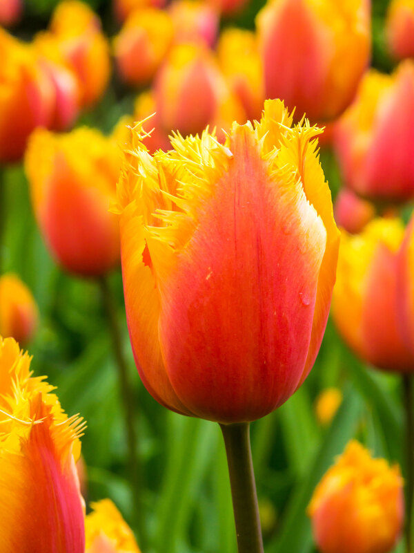 Tulip Lambada