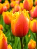Tulip Lambada