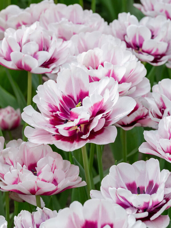 Tulip La Delicatesse