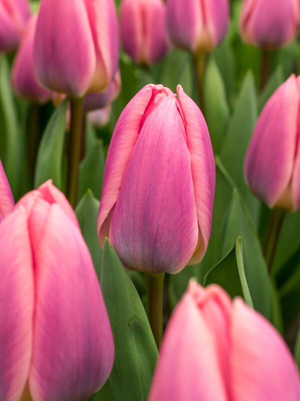 Tulip Light and Dreamy