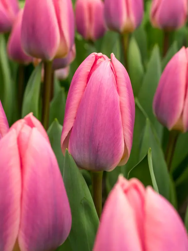Tulip Light and Dreamy