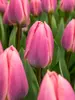 Tulip Light and Dreamy