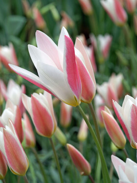 Photo of Tulip Lady Jane (X8)