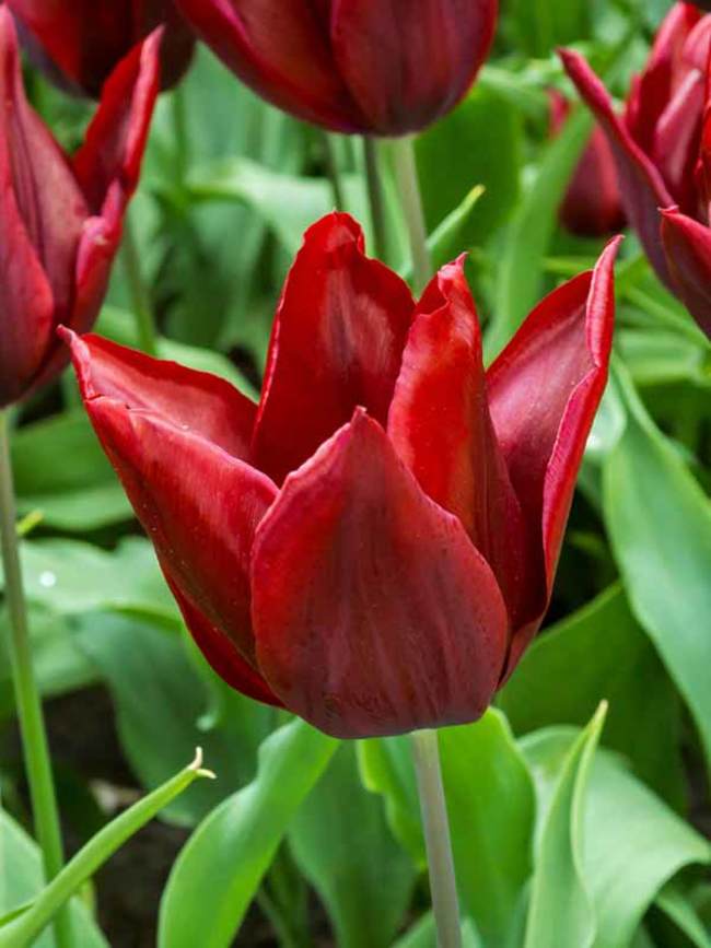 Tulip Lasting Love