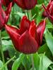 Tulip Lasting Love