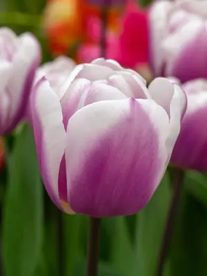 Link to Tulip Librije