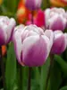 Tulip Librije